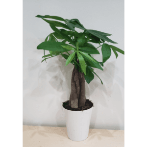 Gallery image 10