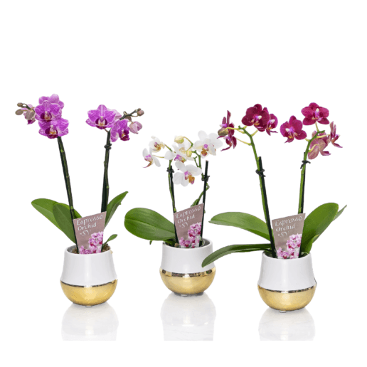Espresso Orchid 1