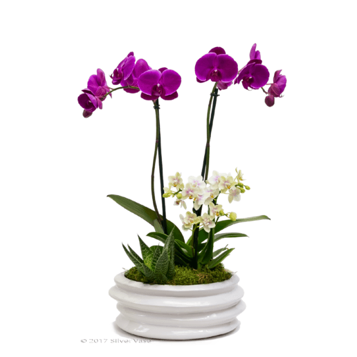 Garden Arrangement 1