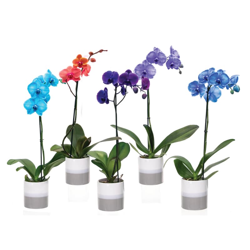 Mystique Orchid 1