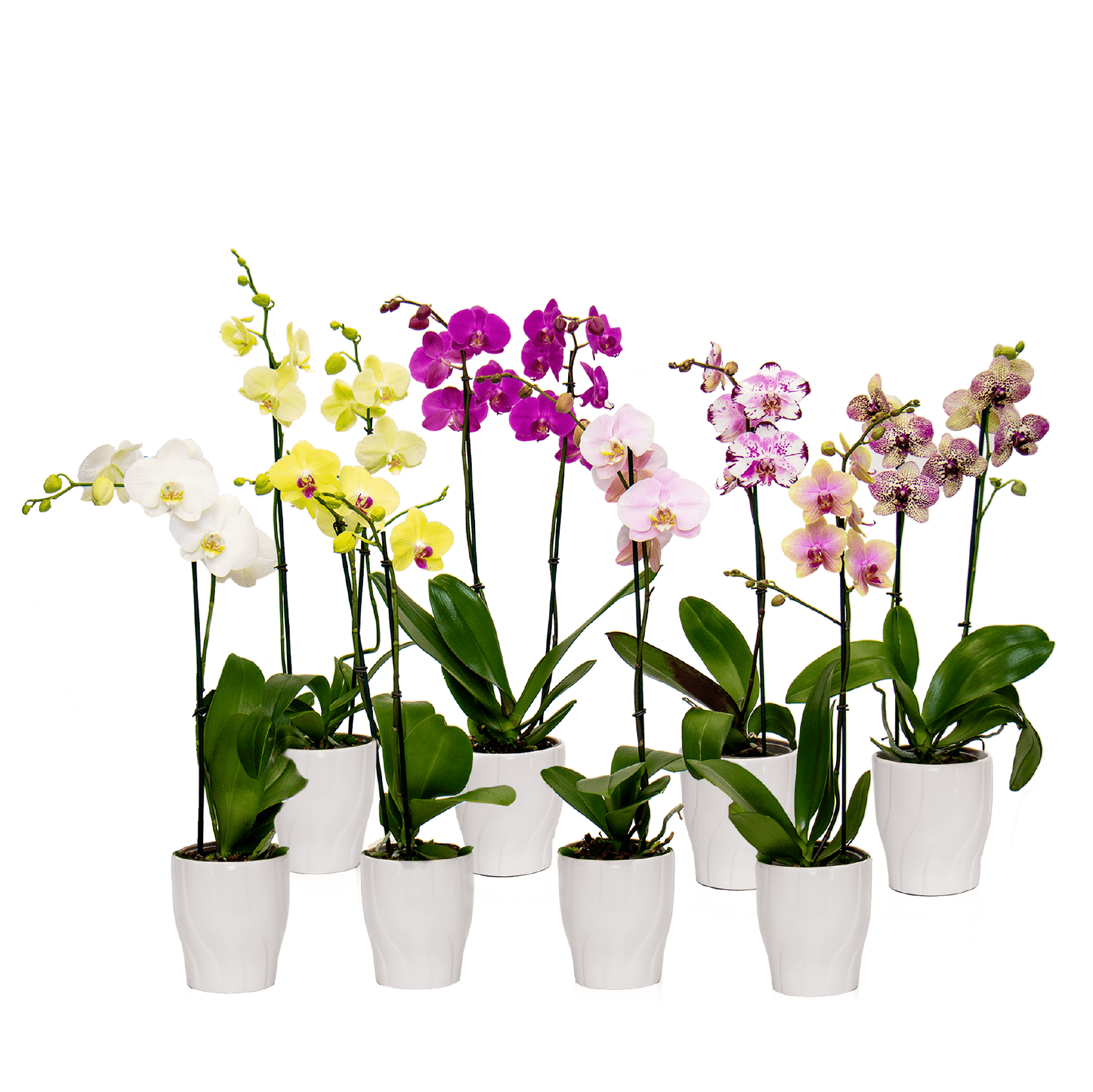 Phalaenopsis Orchid 1