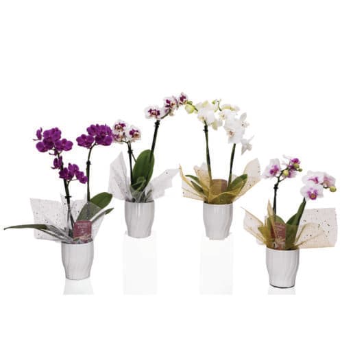 Teacup Orchid 1