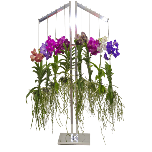 Vanda Orchid 1