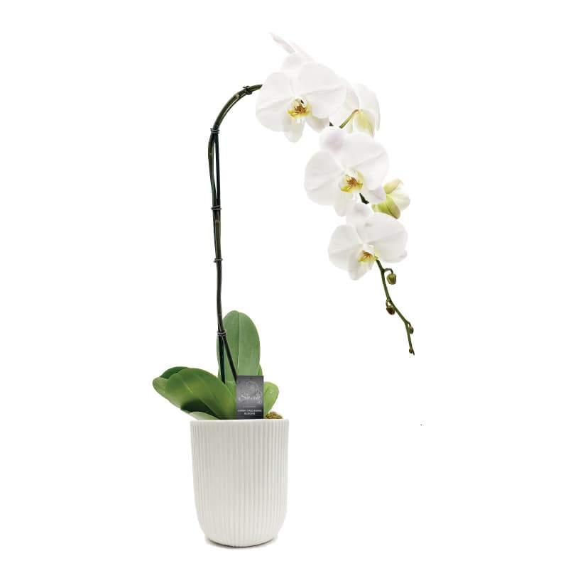 Swan Orchid 1