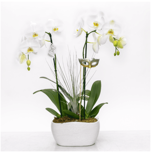 Mystique Orchid 1