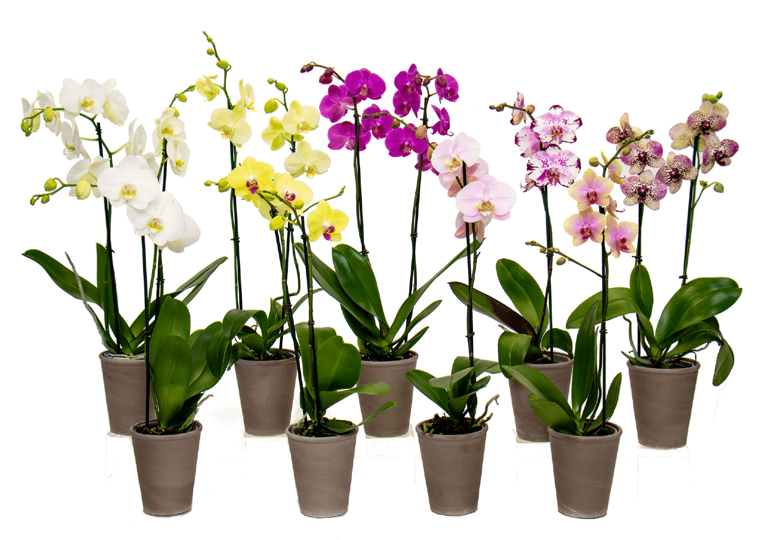Variety