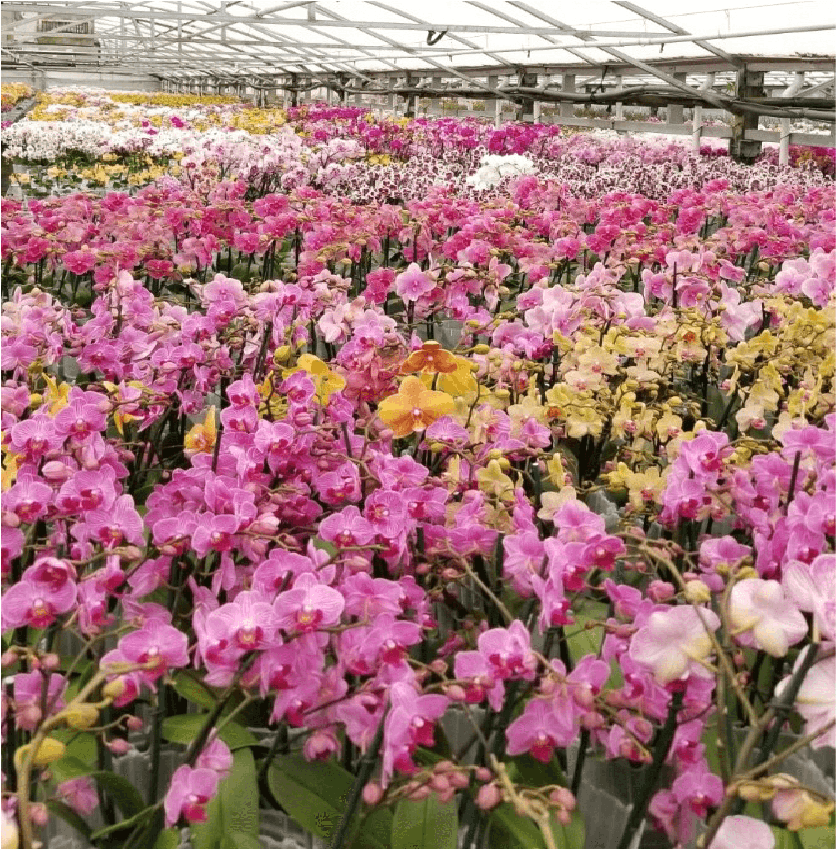 Orchid Collection