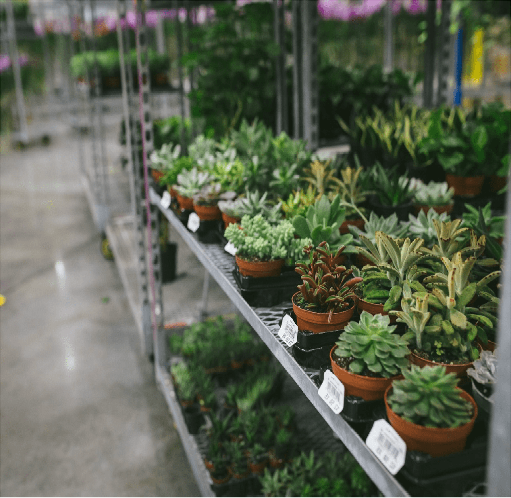 Greenery Collection